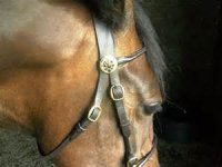 rosette horse.jpg