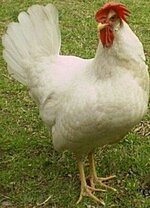 chicken2b.jpg