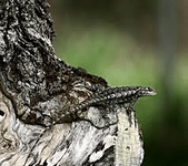Wood lizard.png