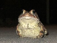 toad 002.jpg