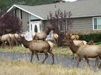estes elk in yard.jpg