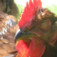 Narcoleptic Rooster