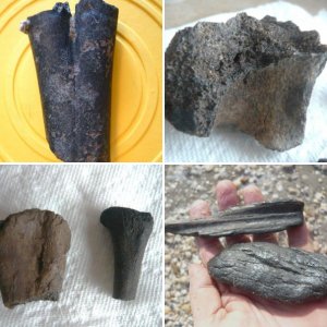 Fossil Finds in South Florida
