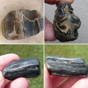 Fossilized Horse Teeth