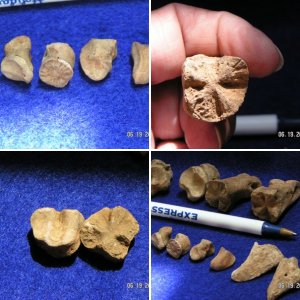 Fossilized teeth
