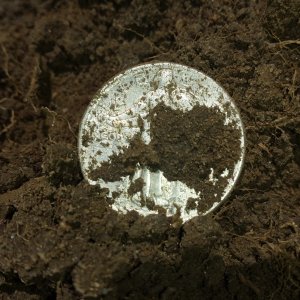 1920 Standing Liberty Quarter in the dirt