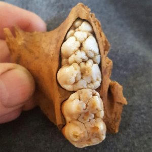 Partial hog jawbone and teeth-food refuse found in a colonial trash pit