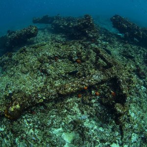 It was cool to take a dive on the Batavia wreck the other day. Mainly anchors canons remain on t