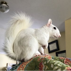 My boy George. 
He is a 2 year old leucistic eastern grey squirrel, that means he is lacking some but not all pigment, that is what makes him NOT albi