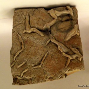 Fossil Slab