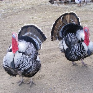 Show Offs - Two of our gobblers showing their colors