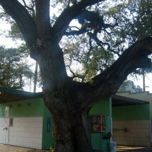 Texas live oak - This is one of  tree's i was talking about. Too bad its got a car wash wrapped around it.