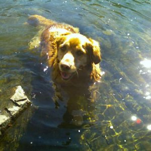 Water Hound - Abby the amphibious dog.