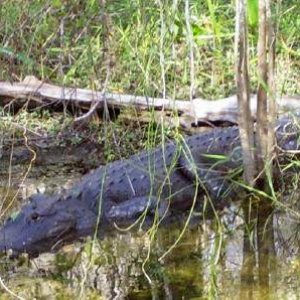 gator in the glades