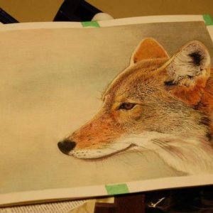 Coyote Drawing - A Coyote Colored Pencil Drawing I did for a friend of mine.
