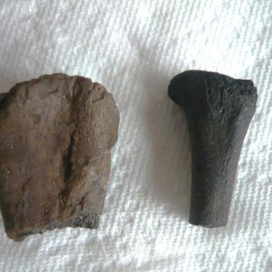 Fossil Pieces of bone