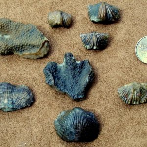 random brachiopods and corals bits found near georgetown