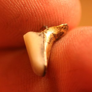 18K Tooth