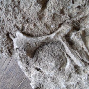 fossilindiana 002