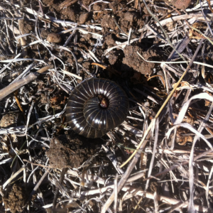 One scary millipede while digging