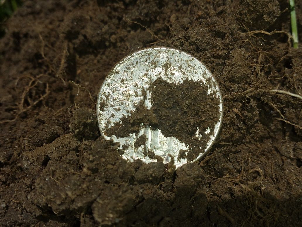 1920 Standing Liberty Quarter in the dirt