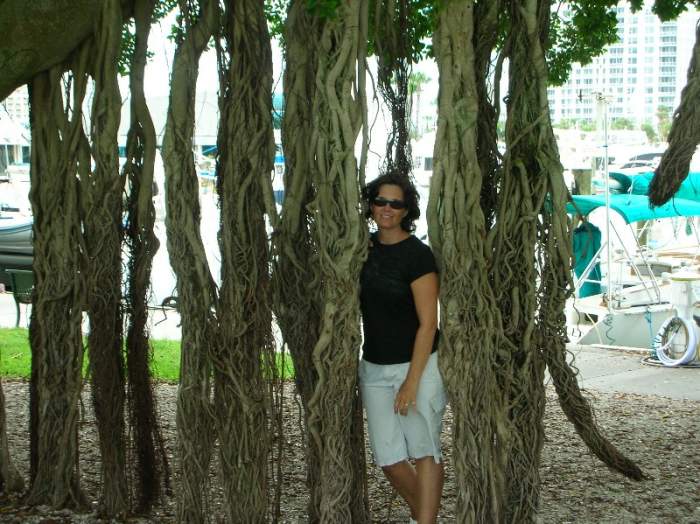 Banyan tree in Sarasota