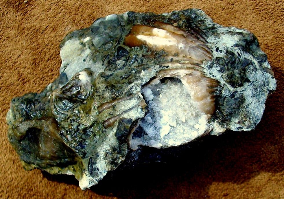 calcite geodized brachiopod