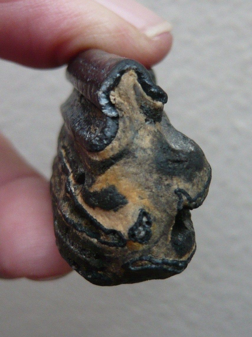 Equus Sp. Pleistocene horse tooth  (6)