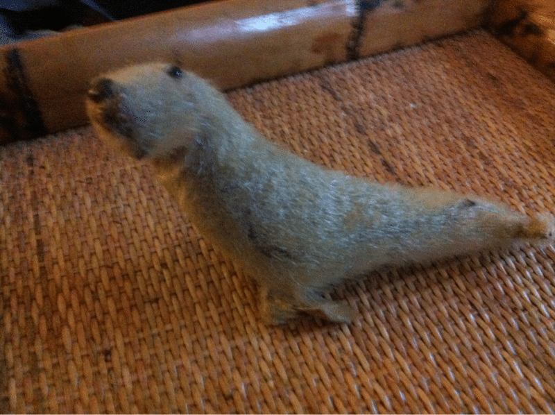 Found this little seal. Handmade with glass eyes and nose?  Appears to be sealskin, anyone have any info on this piece?