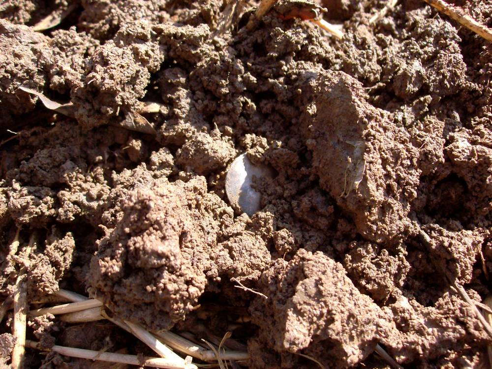 Half Real in the Dirt - Check out this link for the whole story:

http://forum.treasurenet.com/index.php/topic,139354.0.html
