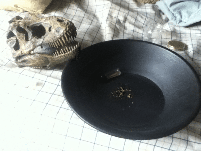 My replica T-Rex skull guards my gold
