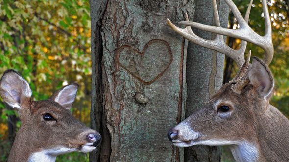 deer-love-tree-bark.jpeg