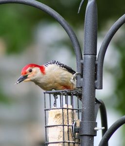 red-bellied_woodpecker+on+suet.jpg