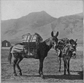 Pack-Mules-Of-The-Desert.png