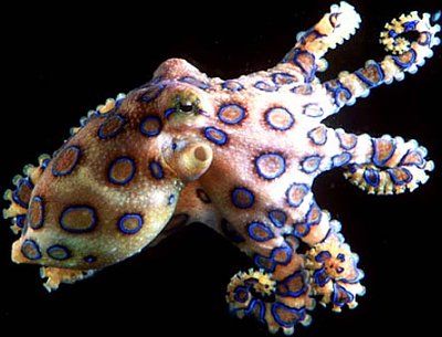blue-ringed-octopus.jpg