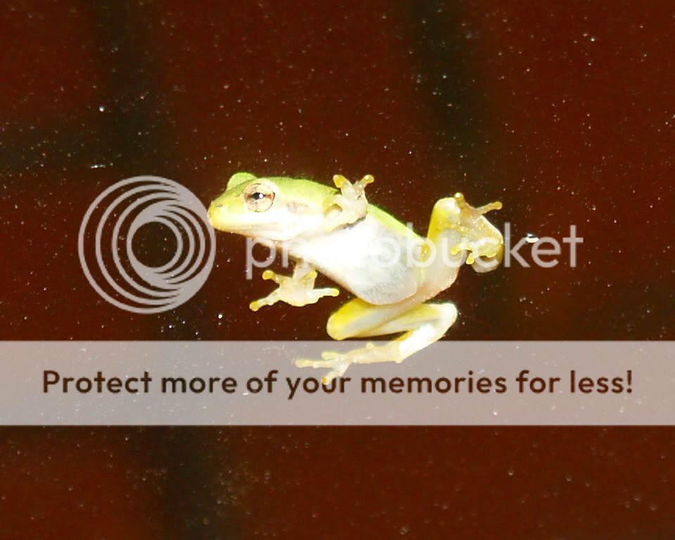 frog1-1.jpg