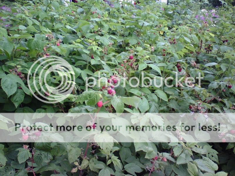Rasberries.jpg