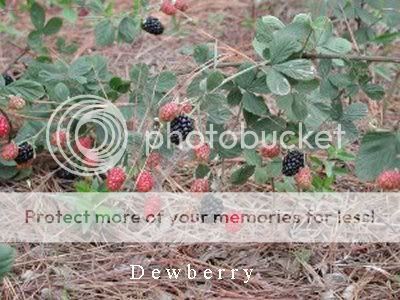 Dewberry_internetpic.jpg