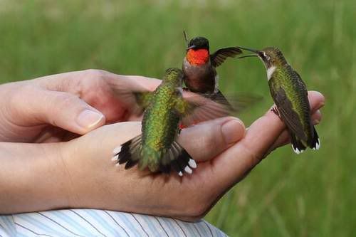 hummingbirds2.jpg