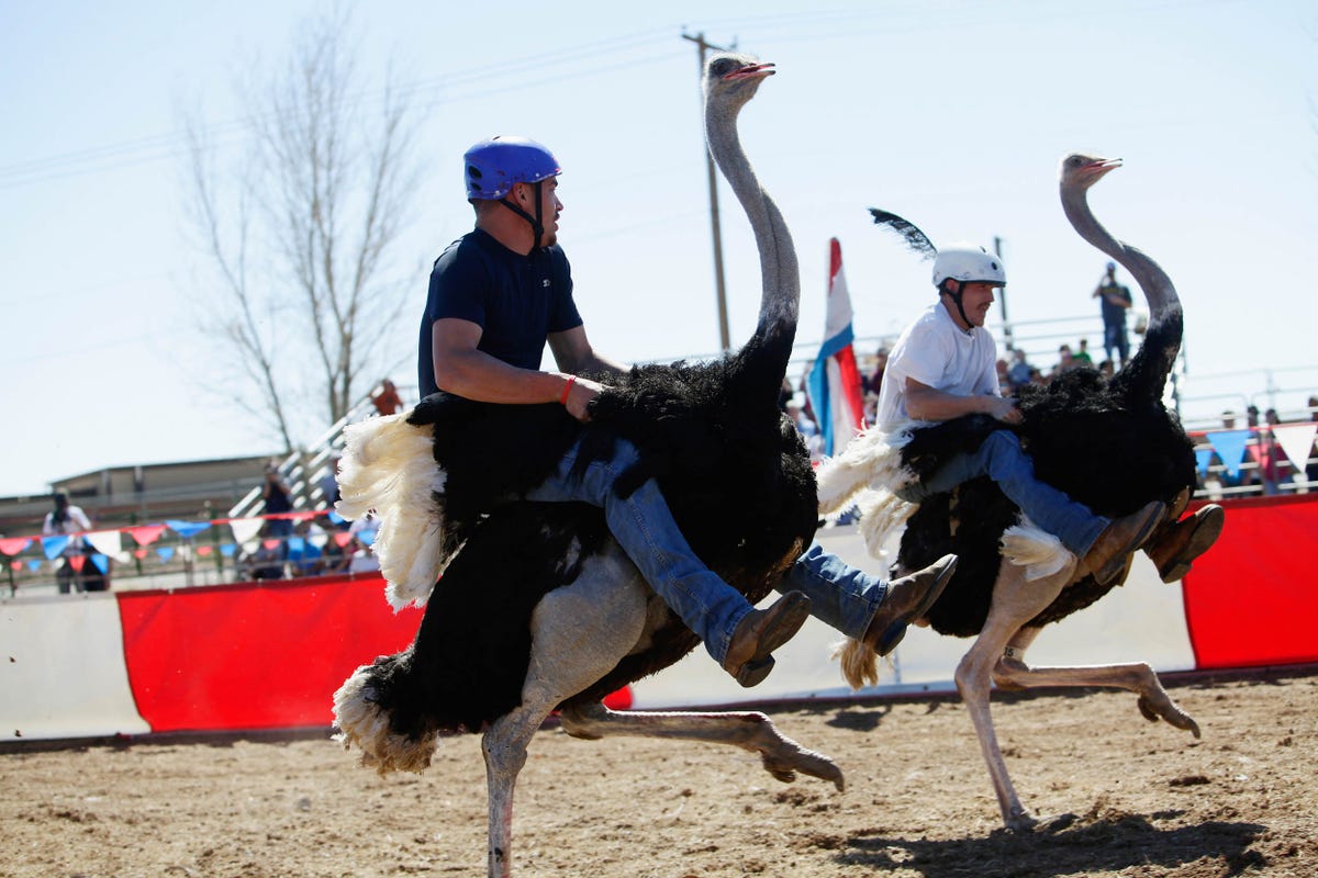 ostrich-racing-originated-in-africa-and-eventually-made-its-way-over-to-the-us-ostriches-can-reach-a-surprising-speed-of-43-miles-an-hour-and-their-legs-can-reach-up-to-16-feet-in-a-single-stride-during-a-game-of-ostrich-racing-people-sit-on-ostriches-and-race-them-around-a-track.jpg