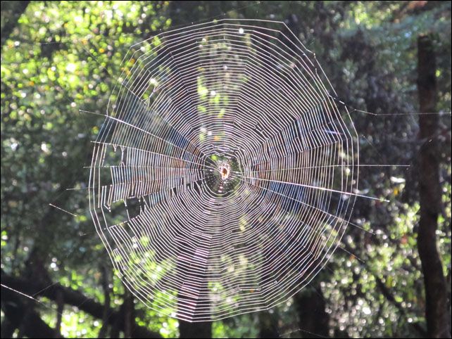 post_redwoodpark_spiderweb_01.jpg