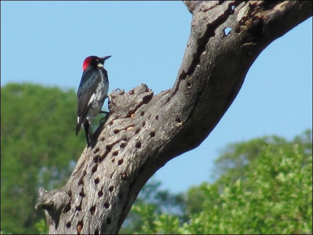 post_shellridge_woodpecker.jpg