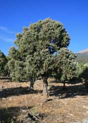 pinon-pine-tree-web-photo.jpg