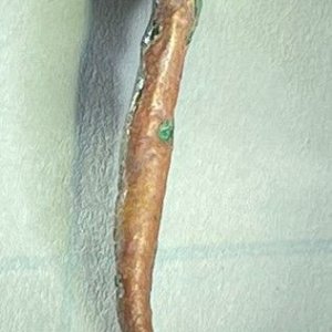 Copper Nail