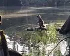 Raccoon Rides Alligator in Florida—Is It For Real ...