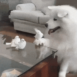 I start small and work up to Rook.gif