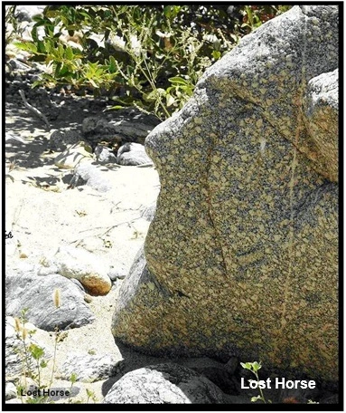 Indian Face.webp