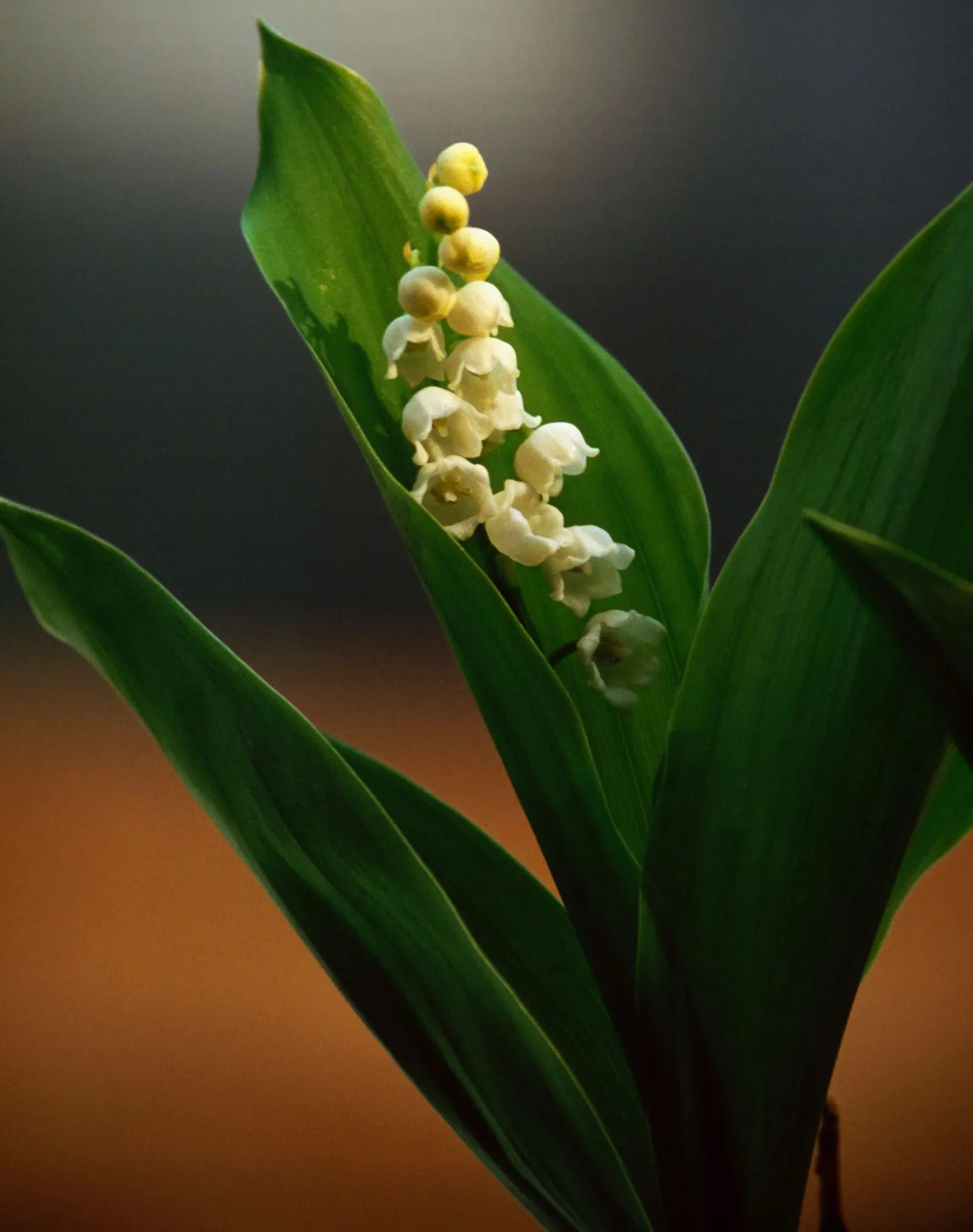 Lily of the Valley.webp