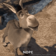 no-donkeys.gif