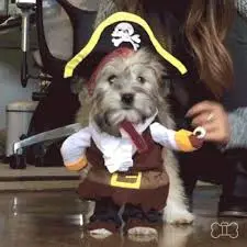 Pirate Puppy.webp